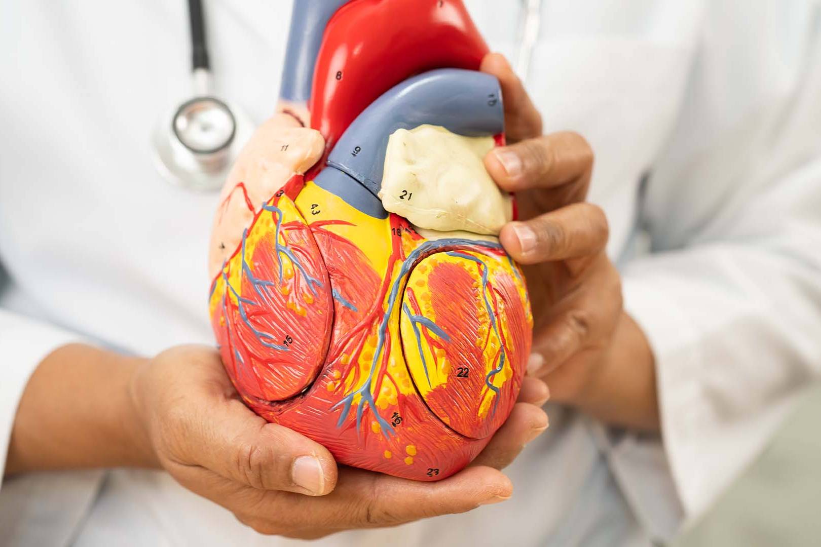 Doctor in white coat holding colorful anatomical heart model with stethoscope