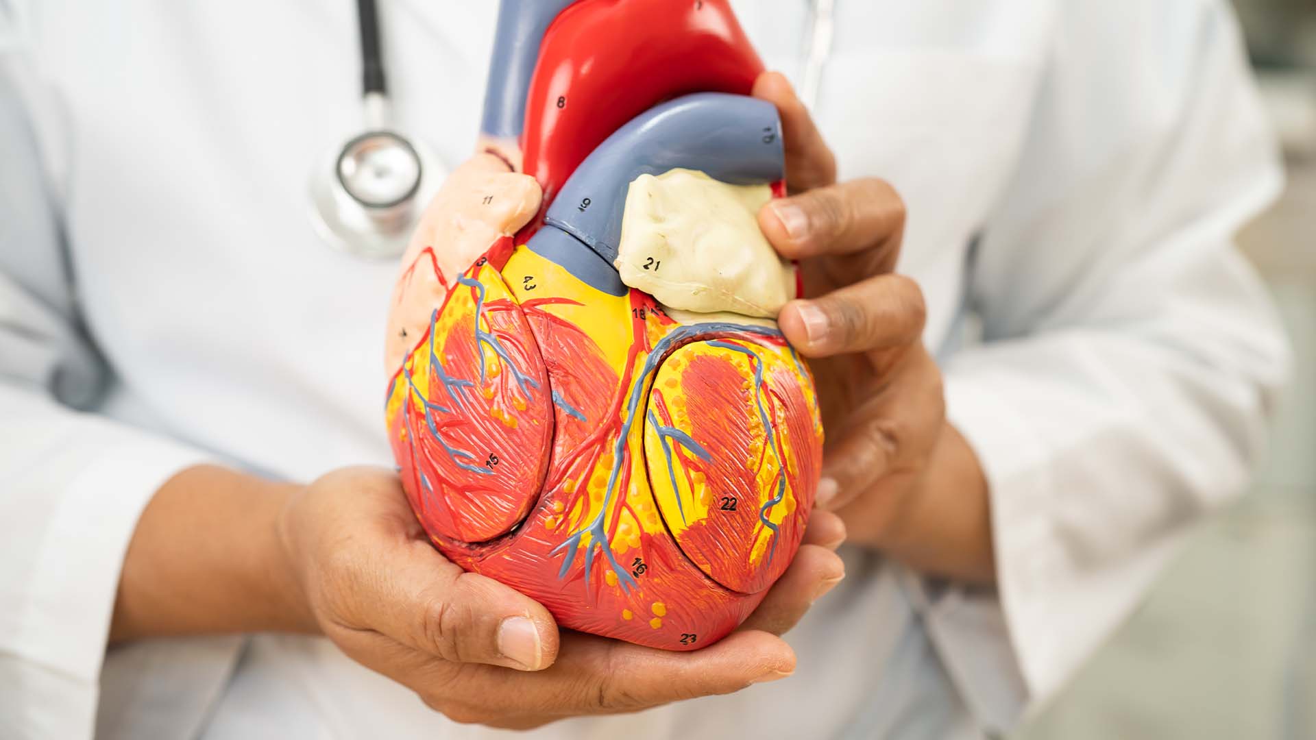 Doctor in white coat holding colorful anatomical heart model with stethoscope