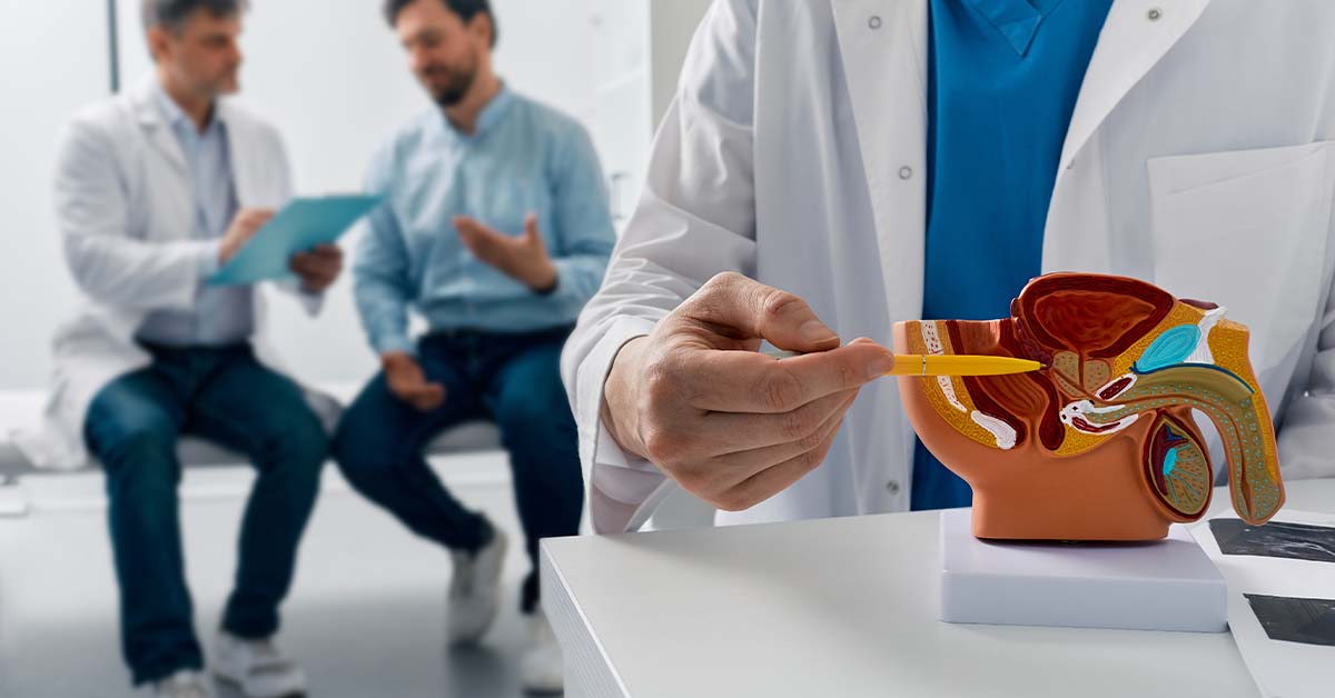A doctor in a white coat points with a pen to an anatomical model of the male reproductive and urinary system, with a physician and male patient in consultation in the blurred background.